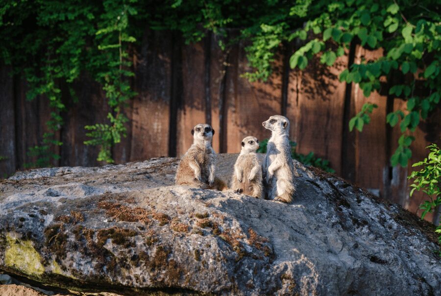 1-day ticket for Schwerin Zoo - Key points to know before you go