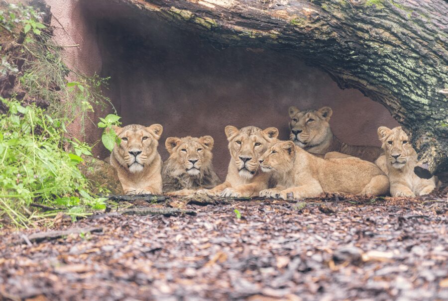 1-day ticket for Schwerin Zoo - Meet rare and endangered animals