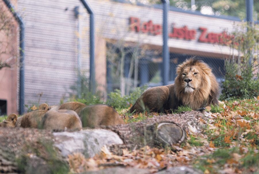 1-day ticket for Schwerin Zoo - Follow the paths at your own pace