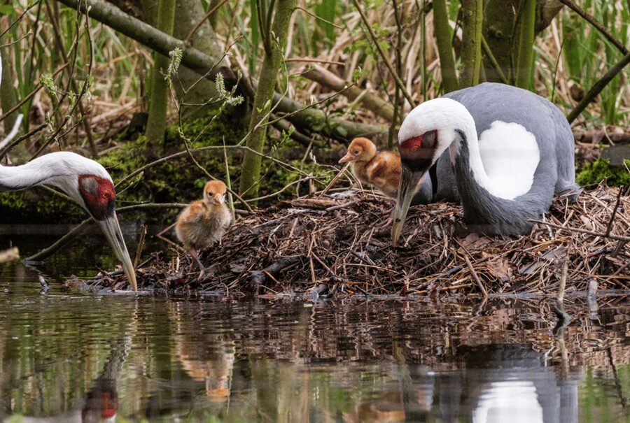 1-day ticket for Schwerin Zoo - Food, breaks, and the practical family rhythm