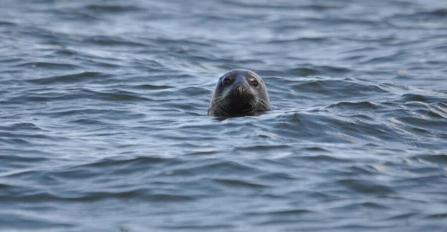 Baabe on Rügen: Seal-Spotting Cruise in the Baltic - Leaving Baabe for the Greifswald Bay