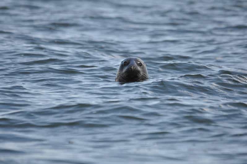Baabe on Rügen: Seal-Spotting Cruise in the Baltic - Searching the Baltic for gray seals