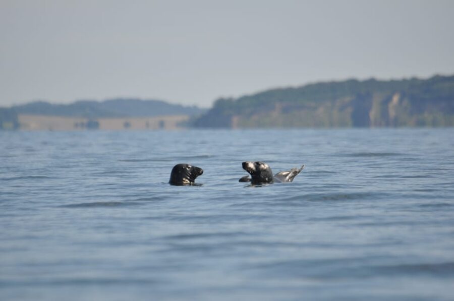 Baabe on Rügen: Seal-Spotting Cruise in the Baltic - The Großer Stubber and its unusual shape