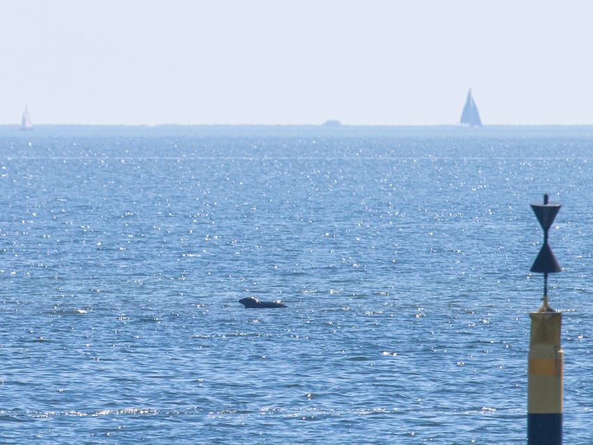 Baabe on Rügen: Seal-Spotting Cruise in the Baltic - Upper-deck views and the pleasure of the ride