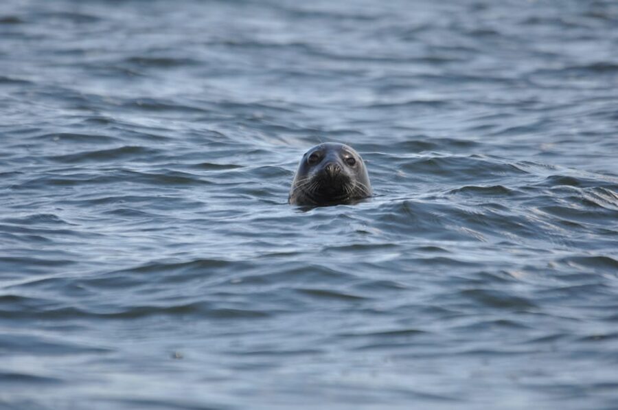 Baabe on Rügen: Seal-Spotting Cruise in the Baltic - What the marine biologist adds to the trip