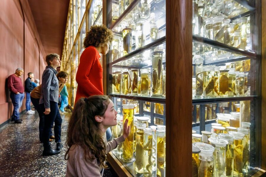 Berlin: Natural History Museum Entrance Ticket - How long should you allow?