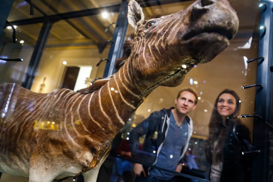 Berlin: Natural History Museum Entrance Ticket - Using the audio content without a physical guide
