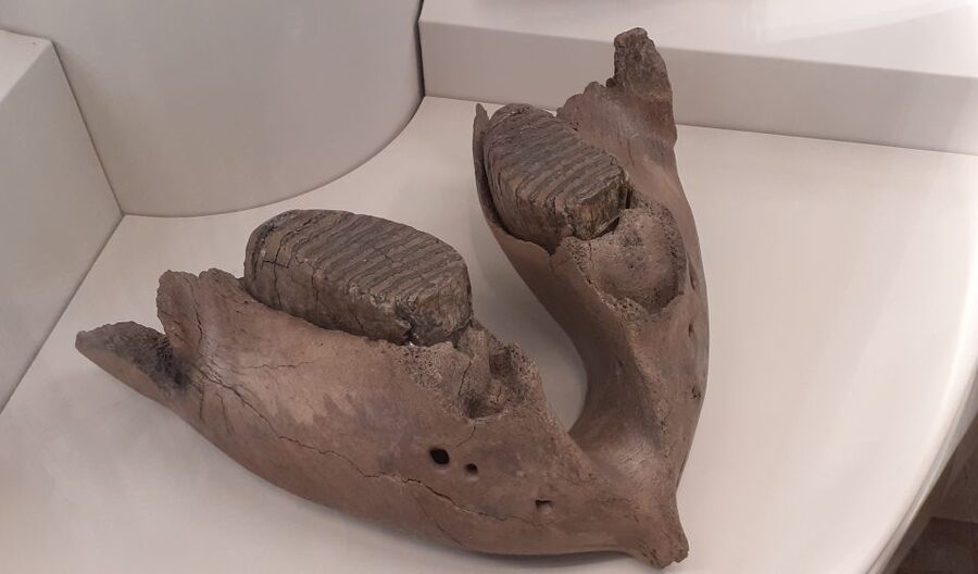 Berlin: Neukölln Walking Tour - A 1912 archaeological discovery on the way
