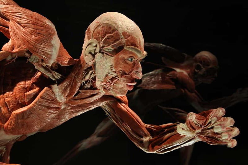 Berlin: Tickets for the BODY WORLDS Museum in Berlin - The Digestive System and the Body at Work
