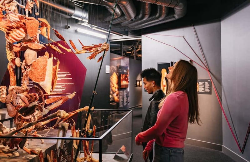 Berlin: Tickets for the BODY WORLDS Museum in Berlin - The Heart, Blood Vessels, and Breathing