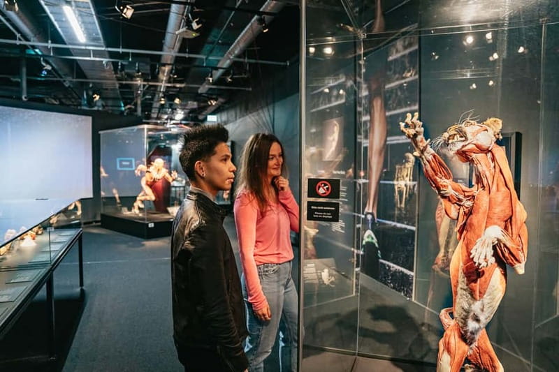 Berlin: Tickets for the BODY WORLDS Museum in Berlin - How Much Time Should You Allow?