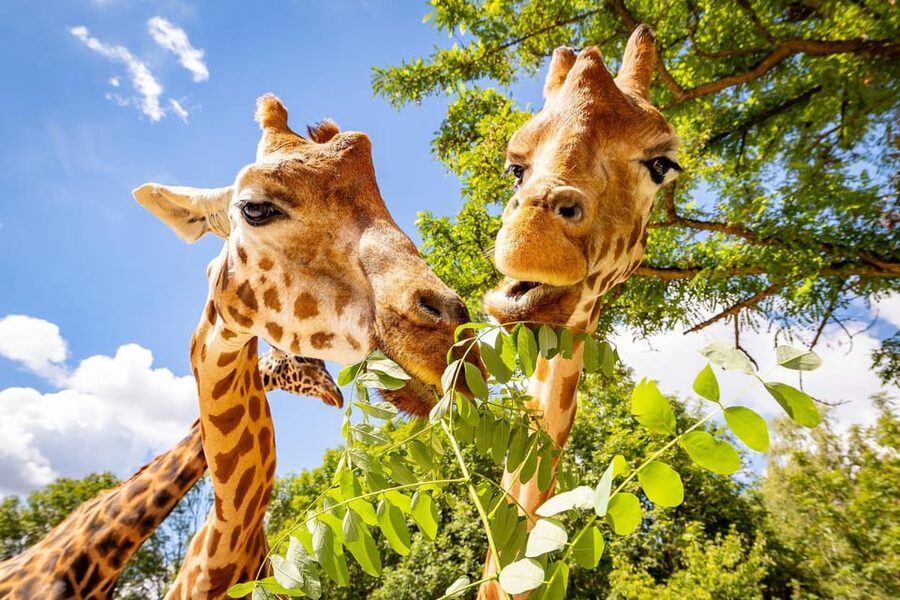 Berlin: Tickets for the Tierpark in East Berlin - A very large zoo in East Berlin