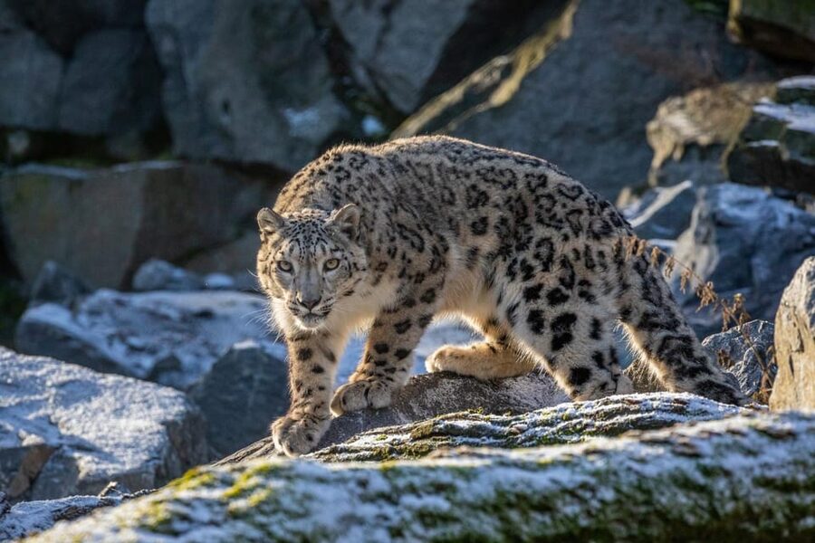 Berlin: Tickets for the Tierpark in East Berlin - Tigers, snow leopards, and animals from the Himalayas