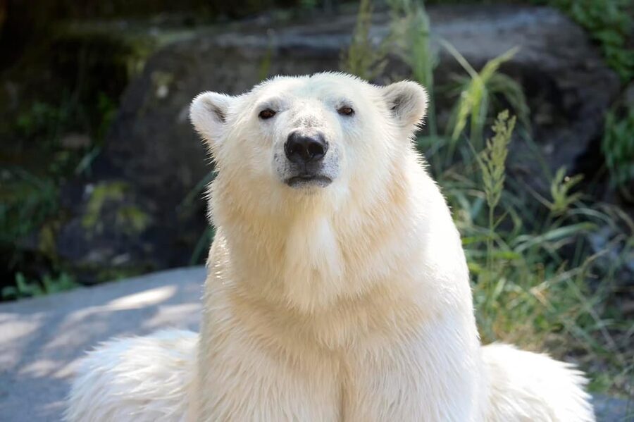 Berlin: Tickets for the Tierpark in East Berlin - Vari Forest and the flight show