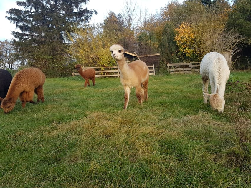 Braunschweig: Alpaca Trekking Tour - What makes this alpaca walk special