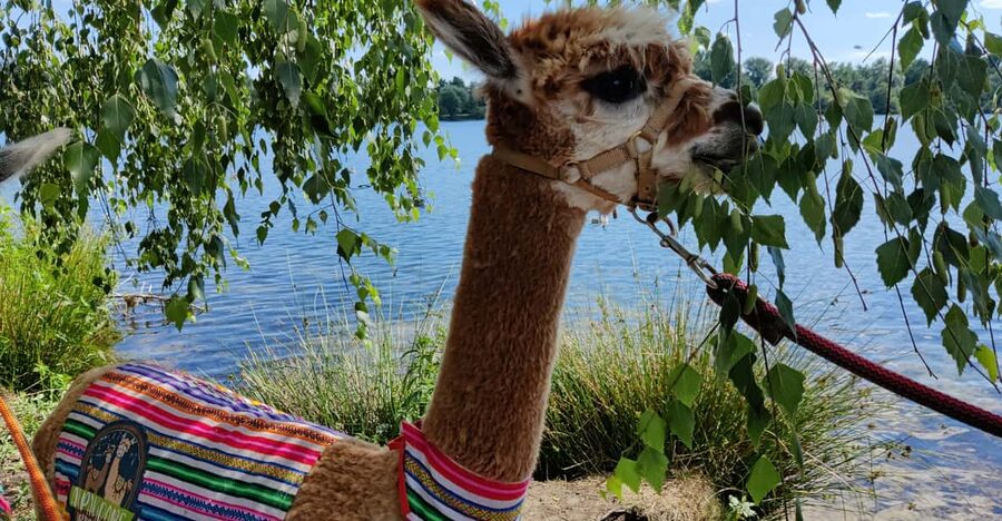 Braunschweig: Alpaca Trekking Tour - Practical details before you go