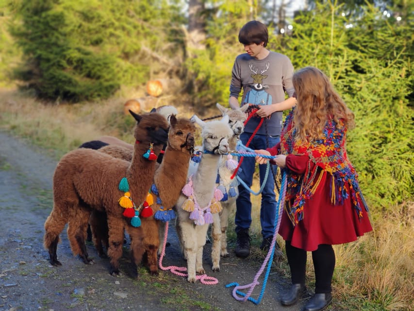 Braunschweig: Alpaca Trekking Tour - Seventy-five minutes beside Braunschweig’s water