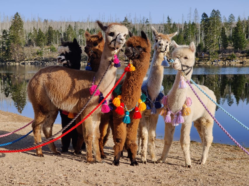 Braunschweig: Alpaca Trekking Tour - The ten-minute photo stop