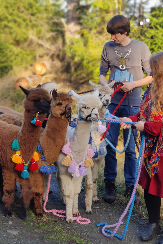 Braunschweig: Alpaca Trekking Tour - Returning to Pepe’s herd
