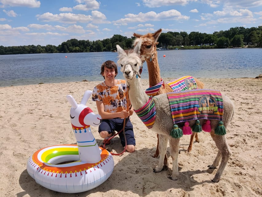 Braunschweig: Alpaca Trekking Tour - The Riddagshausen option with coffee and cake