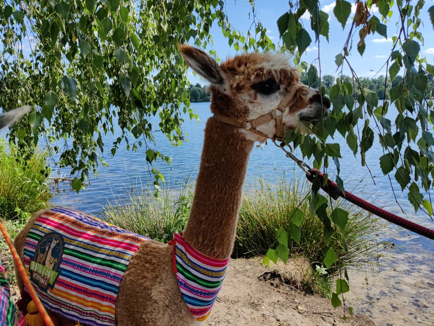 Braunschweig: Alpaca Trekking Tour - Is $69 a fair price?