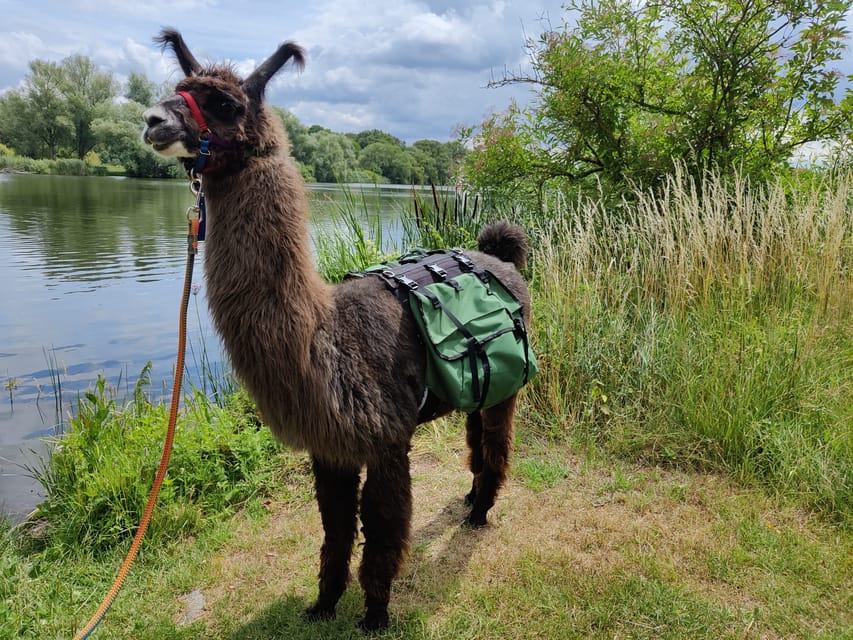 Braunschweig: Alpaca Trekking Tour - Who will enjoy this most?