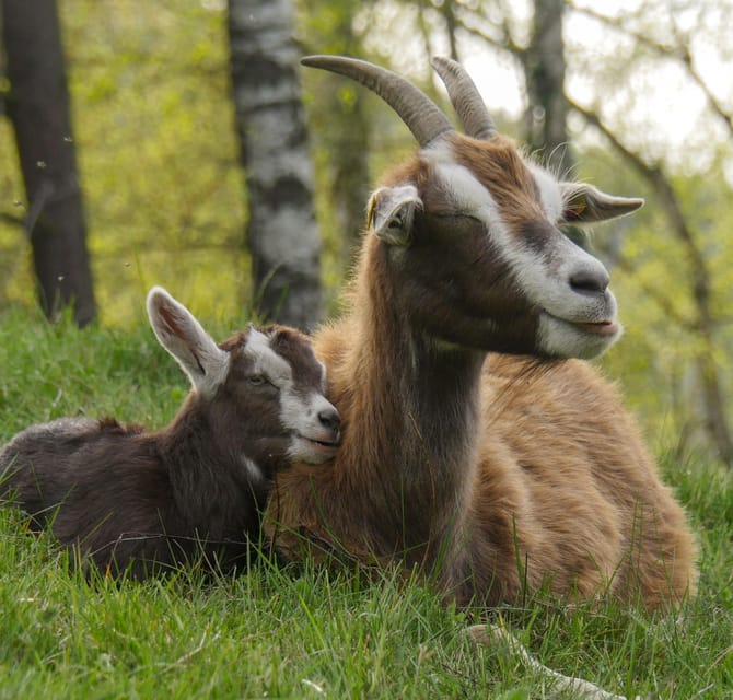 Climb the mountains together with goats - Walking toward Quirl with a small goat herd