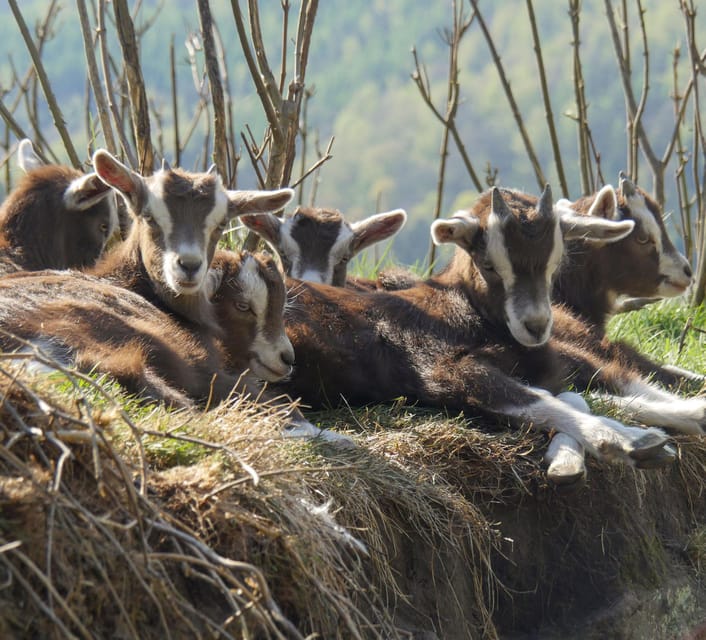 Climb the mountains together with goats - The table mountain view toward Pfaffenstein