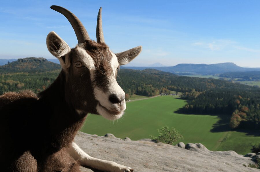 Climb the mountains together with goats - Picnic time and the Elbe Goat Cracker