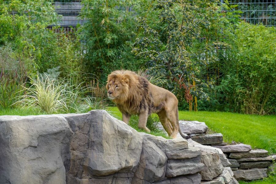 Cologne: Cologne Zoo and Aquarium Entry Ticket - Amur tigers, monkeys, and the animals people remember