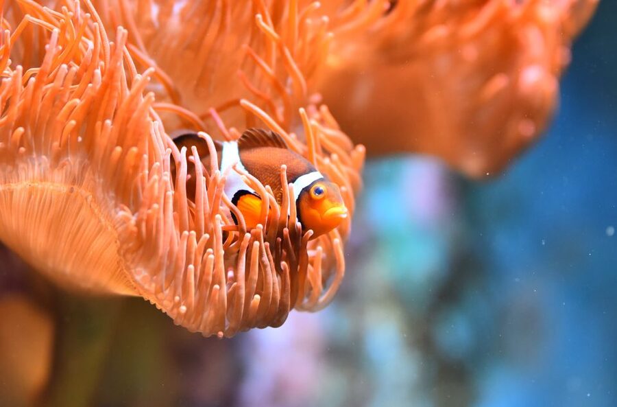 Cologne: Cologne Zoo and Aquarium Entry Ticket - Clemenshof gives children a hands-on pause