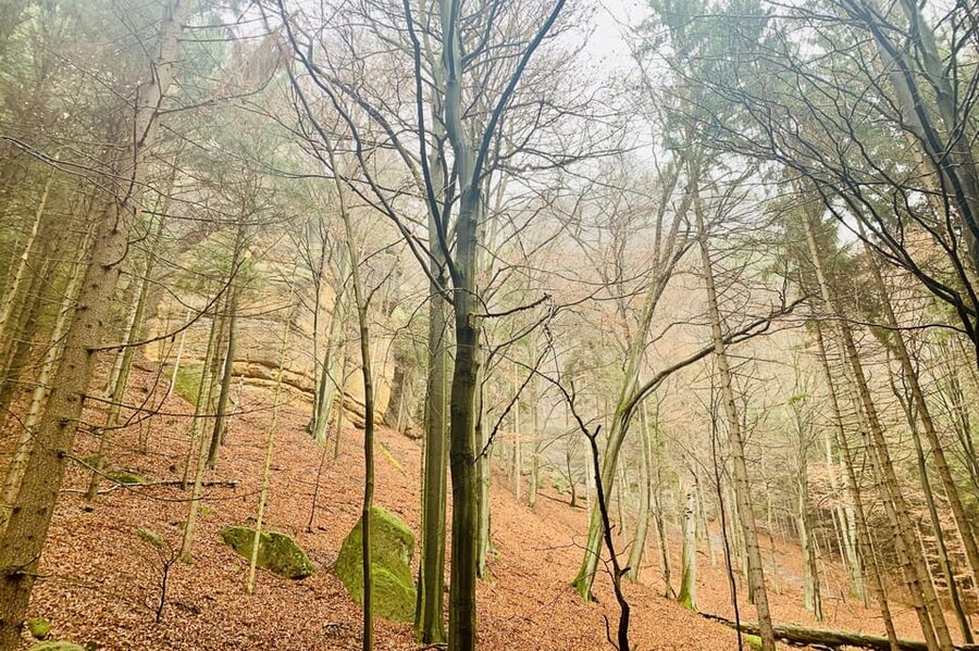 From Prague: Bohemian and Saxon Switzerland Full-Day Tour - The Narnia option and Tisa Walls