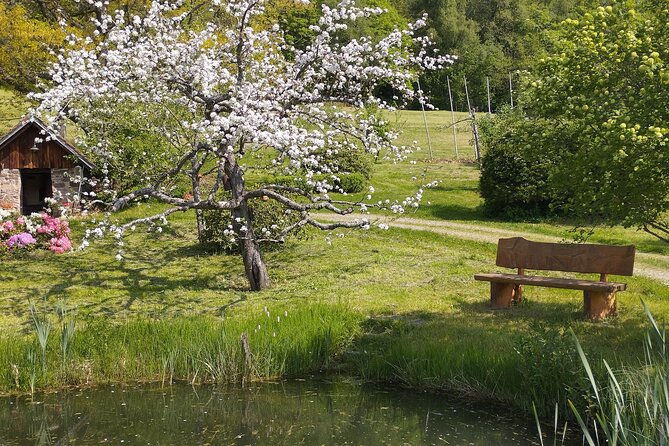 Guided tasting of Cider - The orchard walk when the weather cooperates