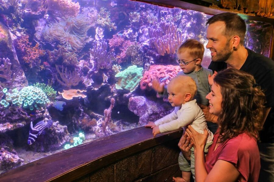 Hanover: SEA LIFE Entry Ticket - Key details before you book