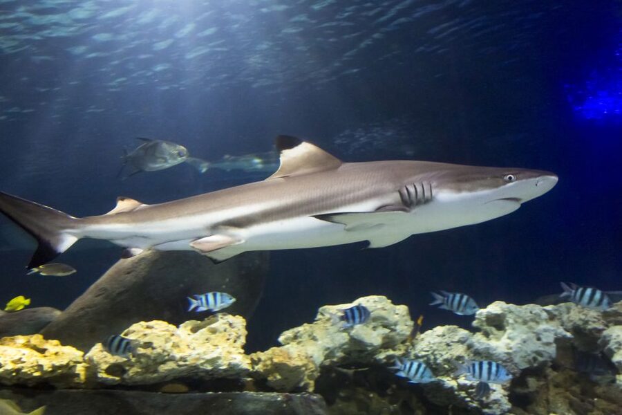 Hanover: SEA LIFE Entry Ticket - Starting beside Hanover’s Leine River