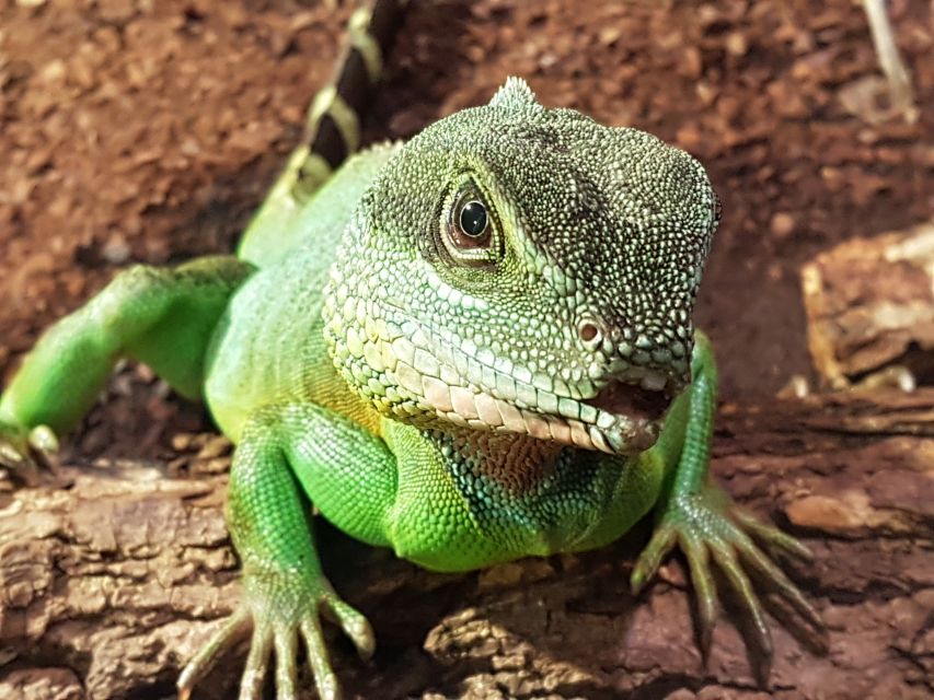 Hanover: SEA LIFE Entry Ticket - The rainforest house and its Cuban crocodile