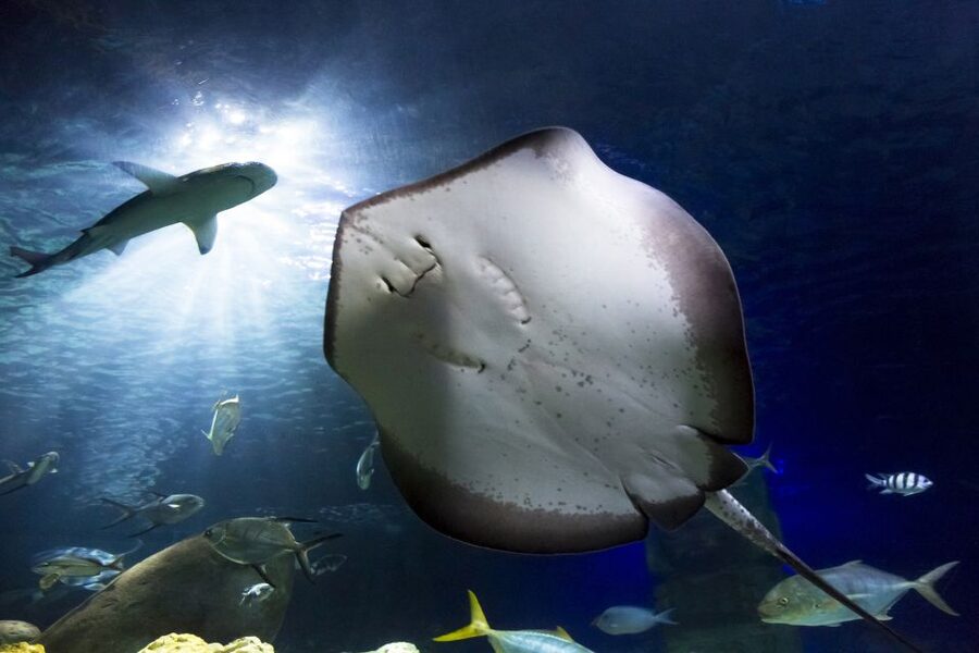 Hanover: SEA LIFE Entry Ticket - How long should you allow?