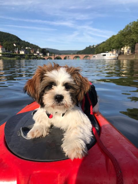 Heidelberg: 2-Hour Kayak Tour - The guide makes the two hours work