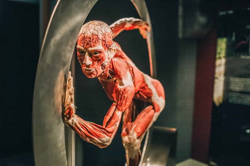 Heidelberg: BODY WORLDS Museum Entry Ticket - Key points to know before you go