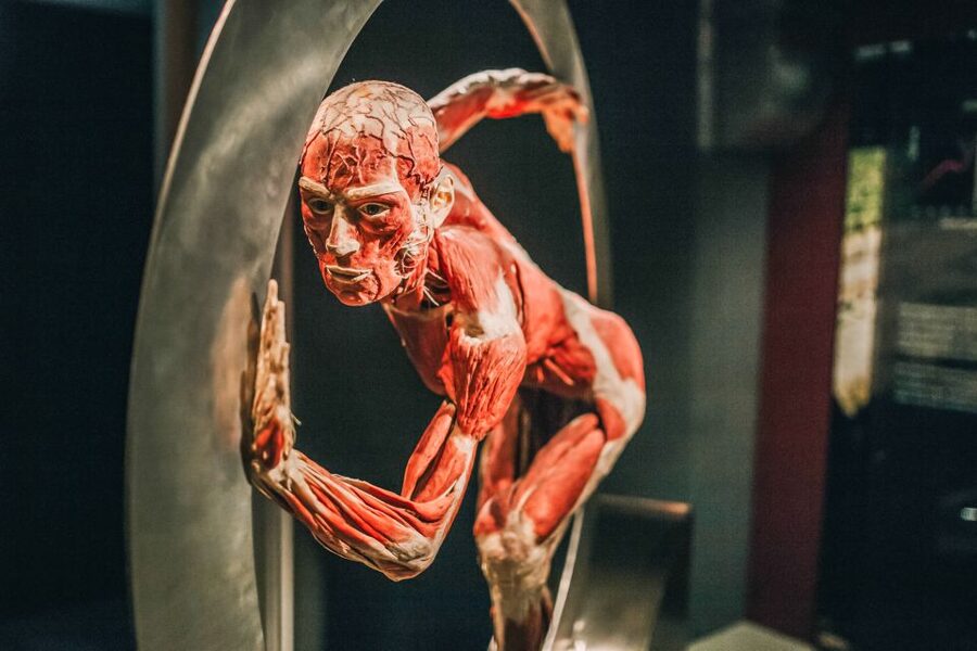 Heidelberg: BODY WORLDS Museum Entry Ticket - Who will appreciate this museum most?