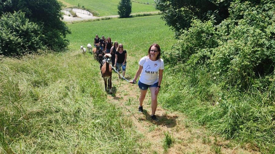 Jettingen-Scheppach: Alpaca hike through the Mindeltal - Meeting the Alpacas Above the Mindeltal