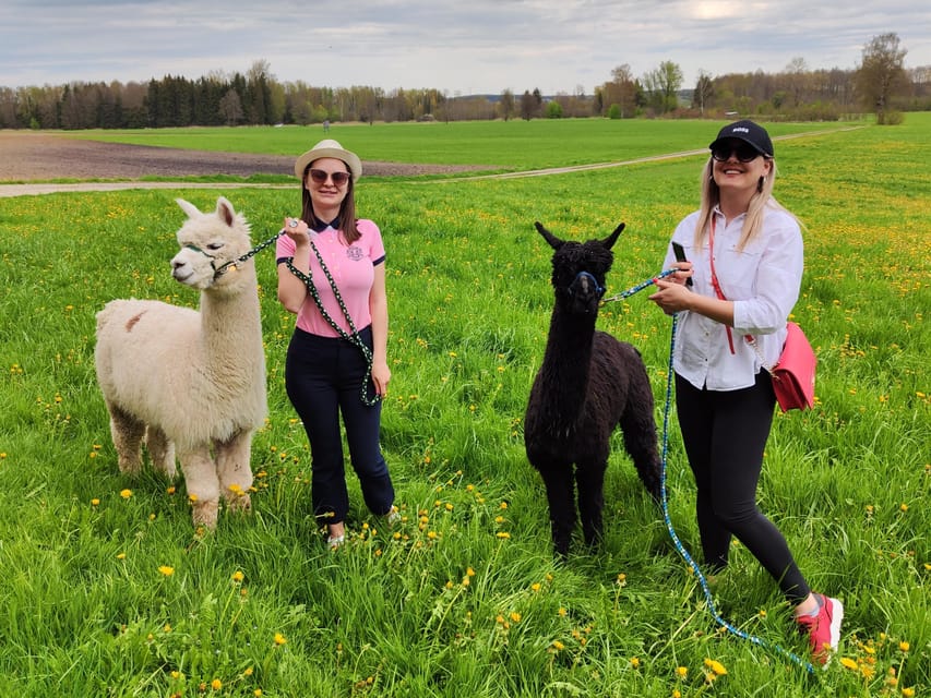 Jettingen-Scheppach: Alpaca hike through the Mindeltal - Feeding the Llamas Before the Alpacas