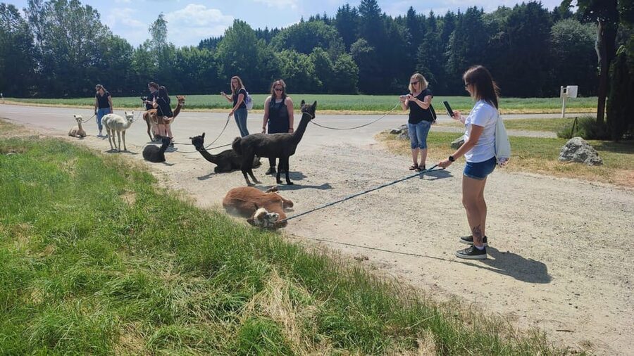 Jettingen-Scheppach: Alpaca hike through the Mindeltal - Walking Through Forest and Fields