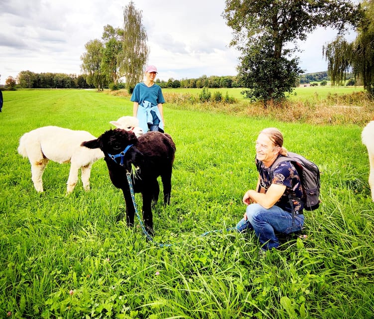 Jettingen-Scheppach: Alpaca hike through the Mindeltal - Choosing Your Alpaca and Learning the Basics
