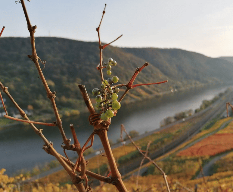 Koblenz: The Living Vineyard, Nature & Wine Enjoyment - Key points to know before you book