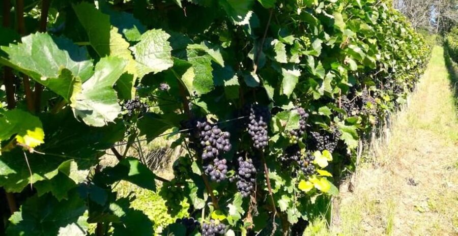Koblenz: The Living Vineyard, Nature & Wine Enjoyment - Learning how slate, sun, and careful work shape the wine