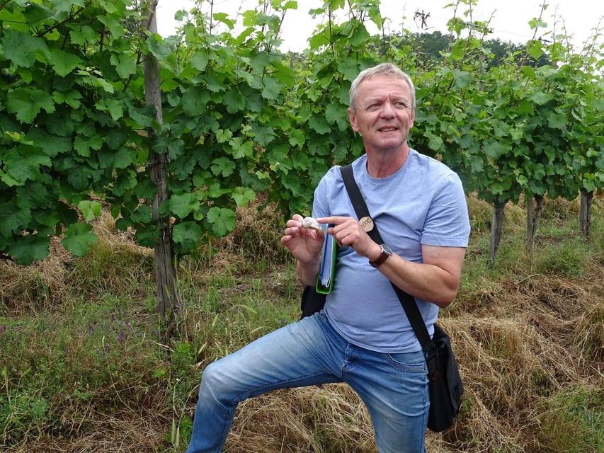 Koblenz: The Living Vineyard, Nature & Wine Enjoyment - Four wines served along the route