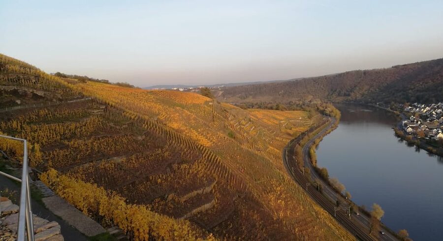 Koblenz: The Living Vineyard, Nature & Wine Enjoyment - Who will enjoy this three-hour wine walk