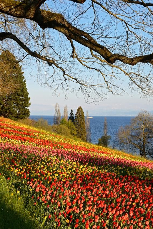 Konstanz: Mainau Island Entry Ticket - What your day on Mainau Island looks like