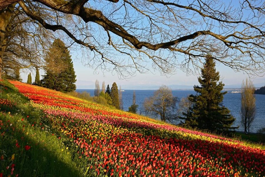 Konstanz: Mainau Island Entry Ticket - Is $15 good value for one day?
